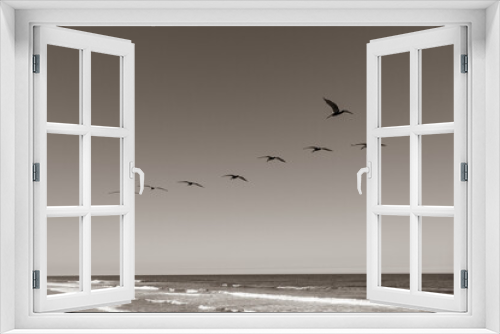 Fototapeta Naklejka Na Ścianę Okno 3D - Pelican