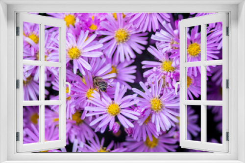 Fototapeta Naklejka Na Ścianę Okno 3D - honey bee in purple spring flowers