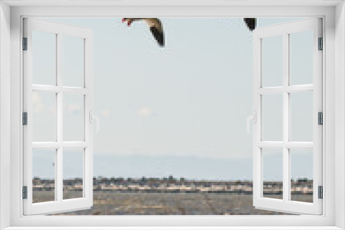 Fototapeta Naklejka Na Ścianę Okno 3D - Flying Geese