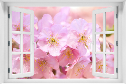 Fototapeta Naklejka Na Ścianę Okno 3D - 満開のサクラの花