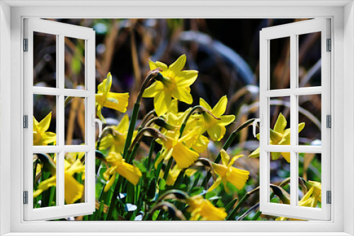 Fototapeta Naklejka Na Ścianę Okno 3D - yellow flowers in spring