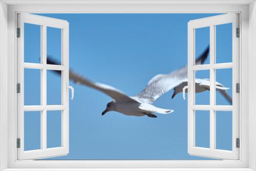 Fototapeta Naklejka Na Ścianę Okno 3D - Seagulls flying freely