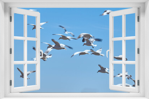 Fototapeta Naklejka Na Ścianę Okno 3D - Seagulls flying freely