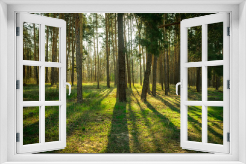 Fototapeta Naklejka Na Ścianę Okno 3D - Bright sun in pine trees forest. Sunlight gives and sustain life in nature. Renewable energies and sustainable resources. Healthy environment.