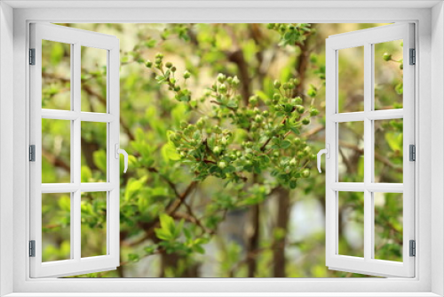 Fototapeta Naklejka Na Ścianę Okno 3D - 春のコメ桜