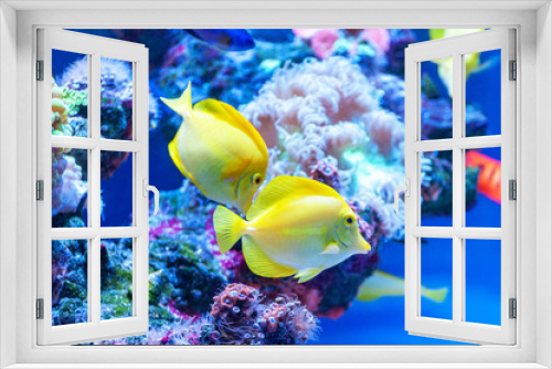Fototapeta Naklejka Na Ścianę Okno 3D - Zebrasoma flavescens - Yellow Tang .