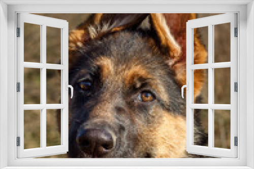 Fototapeta Naklejka Na Ścianę Okno 3D - Close Up 3 Months Old German Shepherd Puppy
