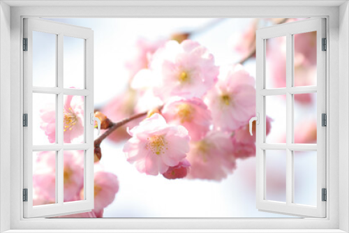Fototapeta Naklejka Na Ścianę Okno 3D - Blooming tree in spring with flowers. Cherry Blossom Photos