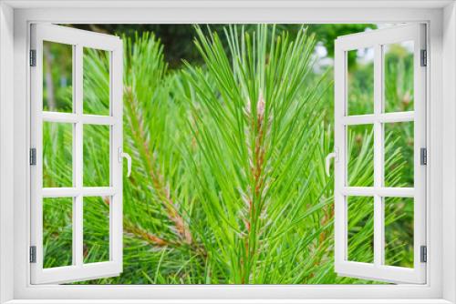 Fototapeta Naklejka Na Ścianę Okno 3D - Pine branches with long young green needles. The topic of nature protection and conservation, environmental problems. Growing new forest.