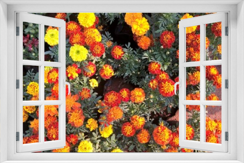 Fototapeta Naklejka Na Ścianę Okno 3D - Scenic view of colorful flowers and plants for multipurpose use of projects