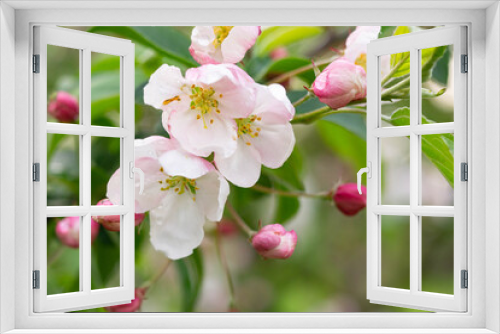 Fototapeta Naklejka Na Ścianę Okno 3D - Blossom of the apple tree flowers in the spring