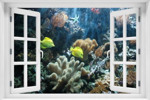 Fototapeta Naklejka Na Ścianę Okno 3D - Tropical fish