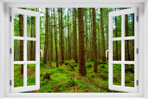 Fototapeta Naklejka Na Ścianę Okno 3D - Sunlight in the green forest
