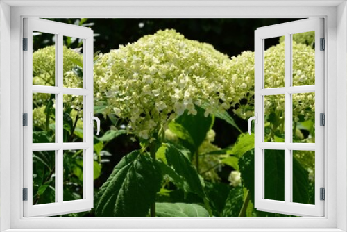 Fototapeta Naklejka Na Ścianę Okno 3D - weiße Hortensienblüten