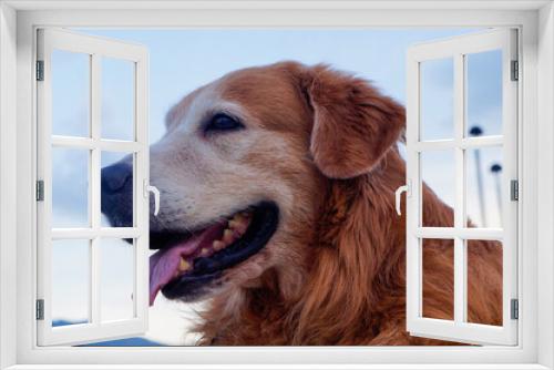 Fototapeta Naklejka Na Ścianę Okno 3D - Golden retriever dog having fun in the park on a summer day