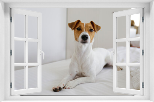 Fototapeta Naklejka Na Ścianę Okno 3D - Cute Jack Russel terrier puppy with big ears waiting for the owner on an unmade bed with blanket and pillows. Small adorable doggy with funny fur stains alone in bed. Close up, copy space, background.