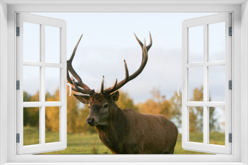 Fototapeta Naklejka Na Ścianę Okno 3D - Red deer display their grown horns 