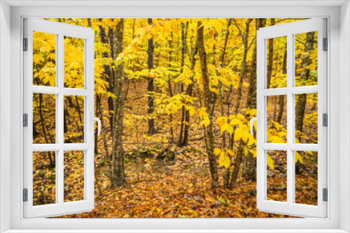 Fototapeta Naklejka Na Ścianę Okno 3D - USA, Maine, Mt. Desert Island. Acadia National Park autumn foliage.