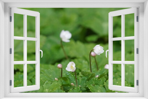 Fototapeta Naklejka Na Ścianę Okno 3D - soft windflower in blossom