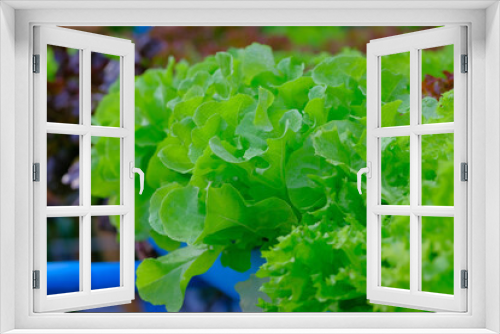 Fototapeta Naklejka Na Ścianę Okno 3D - Hydroponic vegetables grow using water no soil needed.