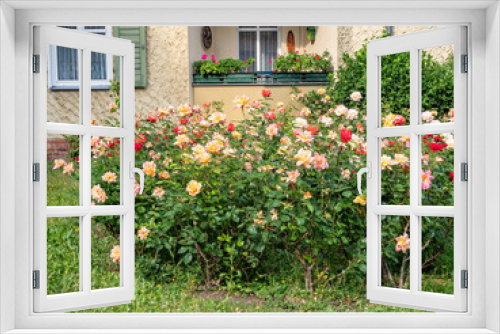 Fototapeta Naklejka Na Ścianę Okno 3D - Decorative flowering bushes roses growing on the lawn