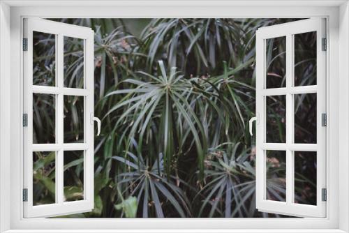 Fototapeta Naklejka Na Ścianę Okno 3D - Macro photo of palm leaves, blurred, selective focus.