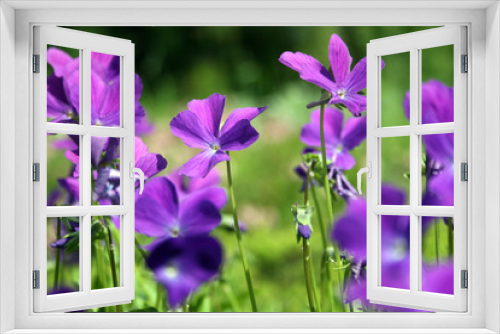 Fototapeta Naklejka Na Ścianę Okno 3D - Heath Violet