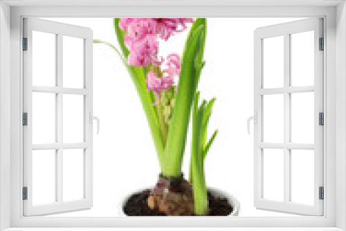 Fototapeta Naklejka Na Ścianę Okno 3D - Beautiful potted hyacinth flower isolated on white