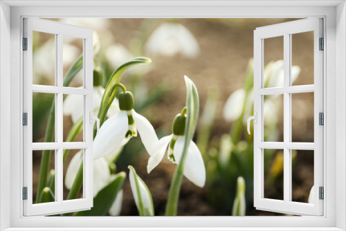 Fototapeta Naklejka Na Ścianę Okno 3D - Beautiful snowdrops outdoors, closeup with space for text. Early spring flowers
