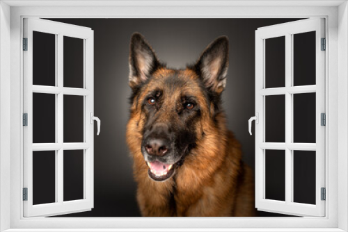 Fototapeta Naklejka Na Ścianę Okno 3D - German Shepherd portrait in studio on dark gray background