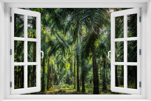 Fototapeta Naklejka Na Ścianę Okno 3D - Palm garden , plantation  way in plantation Palm tree in tropical garden