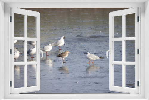 Fototapeta Naklejka Na Ścianę Okno 3D - Black Tailed Godwit amongst gulls