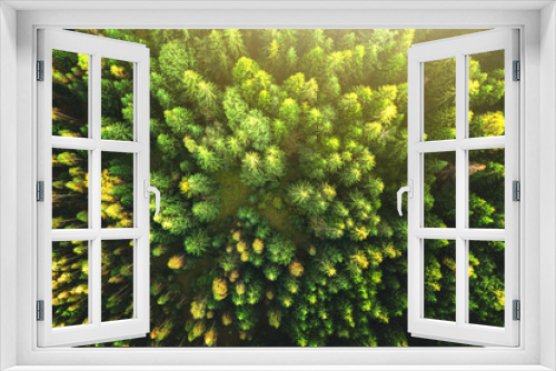 Fototapeta Naklejka Na Ścianę Okno 3D - Top down aerial view of bright green spruce and yellow autumn trees in fall forest.