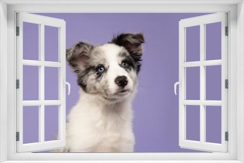 Fototapeta Naklejka Na Ścianę Okno 3D - Portrait of a young border collie puppy looking up on a purple background