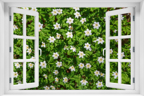 Fototapeta Naklejka Na Ścianę Okno 3D - Flowering Wood Anemone on a meadow in spring