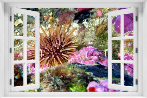 Fototapeta Naklejka Na Ścianę Okno 3D - Sea Urchin, Paracentrotus lividus, Cabo Cope-Puntas del Calnegre Natural Park, Mediterranean Sea, Murcia, Spain, Europe