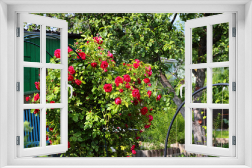 Fototapeta Naklejka Na Ścianę Okno 3D - A blooming rose bush growing in the garden