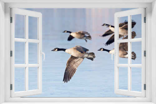 Fototapeta Naklejka Na Ścianę Okno 3D - A flock of Canadian geese (Branta canadensis) in flight