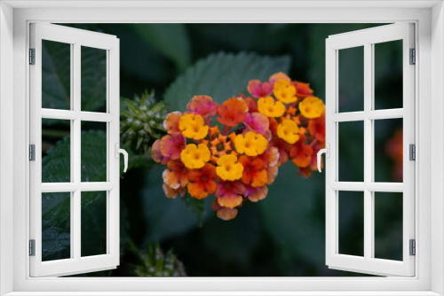Fototapeta Naklejka Na Ścianę Okno 3D - Quality photo of some beautiful small verbena flowers, perfect for wallpapers and backgraounds