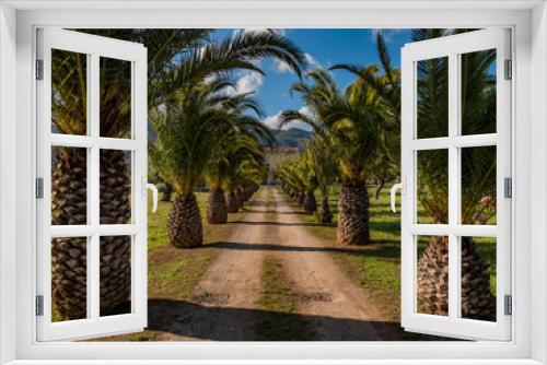 Fototapeta Naklejka Na Ścianę Okno 3D - Sandy road with beautiful palm trees on both sides on the balearic island of mallorca, spain
