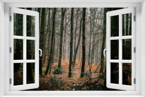 Fototapeta Naklejka Na Ścianę Okno 3D - Forêt d'hiver - France