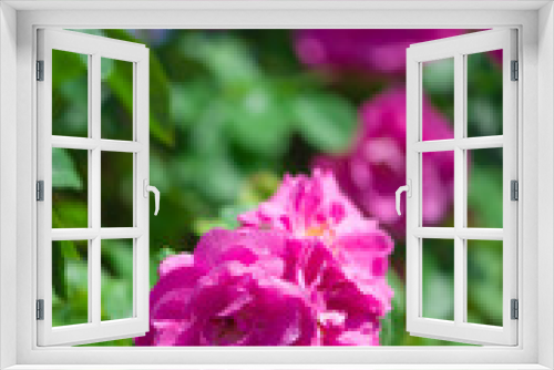 Fototapeta Naklejka Na Ścianę Okno 3D - Beautiful climbing roses in spring in the garden