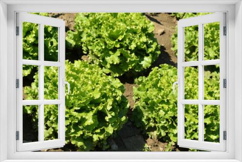 Fototapeta Naklejka Na Ścianę Okno 3D - green salad in the garden