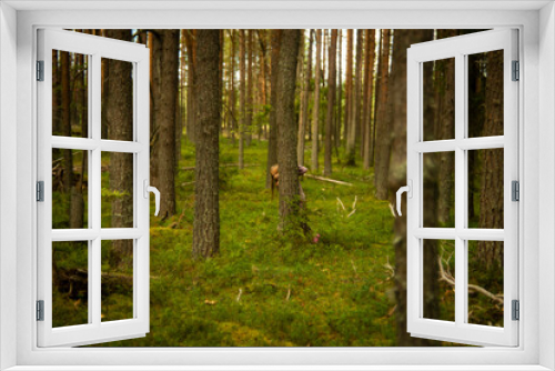 Fototapeta Naklejka Na Ścianę Okno 3D - 10-year-old girl in the woods, selective focus