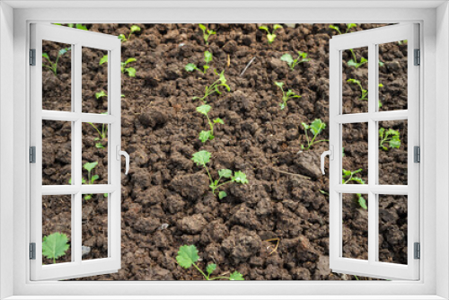 Fototapeta Naklejka Na Ścianę Okno 3D - Organic green vegetable planting farm