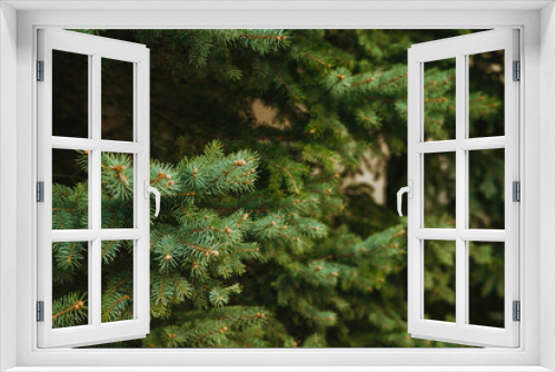 Fototapeta Naklejka Na Ścianę Okno 3D - The texture of the green branches of the Christmas tree. Coniferous tree.