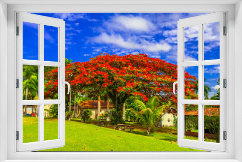 Fototapeta Naklejka Na Ścianę Okno 3D - Flamboyant tree blooming, beautiful nature (Delonix regia)

