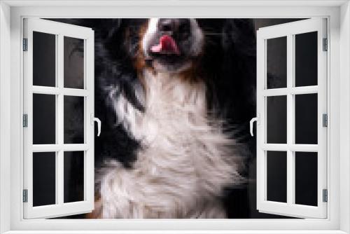 Fototapeta Naklejka Na Ścianę Okno 3D - Sennen Hund Studio-Fotografie