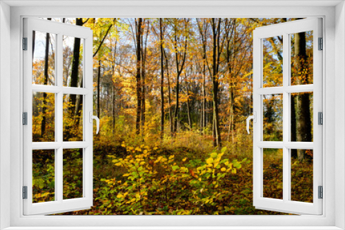 Fototapeta Naklejka Na Ścianę Okno 3D - Laubwald im Herbst, Nordrhein-Westfalen, Deutschland, Europa