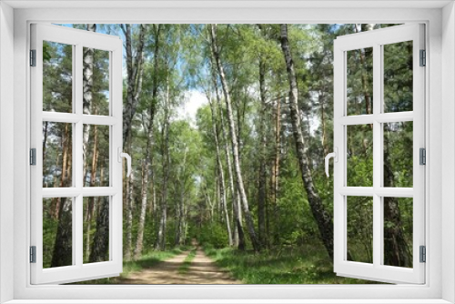 Fototapeta Naklejka Na Ścianę Okno 3D - Beautiful pathway in the woods on a sunny spring day